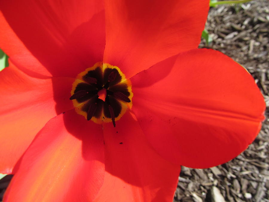 Full Bloom Tulip Photograph