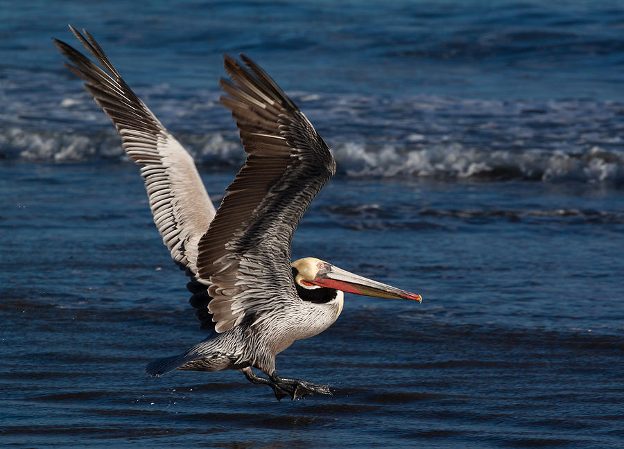 Pelican Photograph - Full Flap Takeoff by John Daly