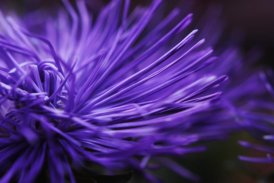 Full Frame Shot of a purple flower Photograph by Lisa Schaetzle
