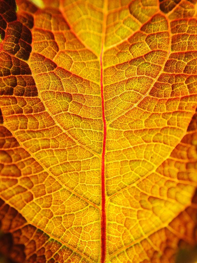 Full Frame Shot Of Dry Leaf Photograph by Thomas Weng / Eyeem