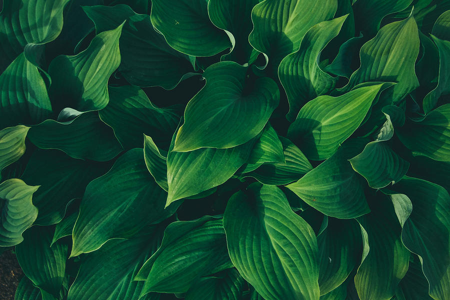 Full Frame Shot Of Plants Photograph by Sofya Moskalenko / EyeEm Full Frame Shot Of Plants Photograph by Sofya Moskalenko / EyeEm