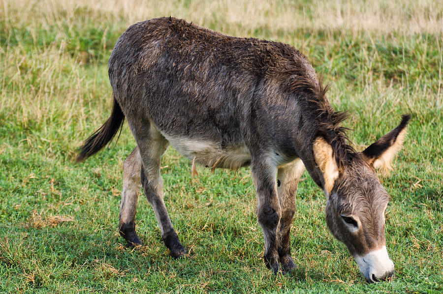 Full grown donkey grazing Photograph by Flees Photos