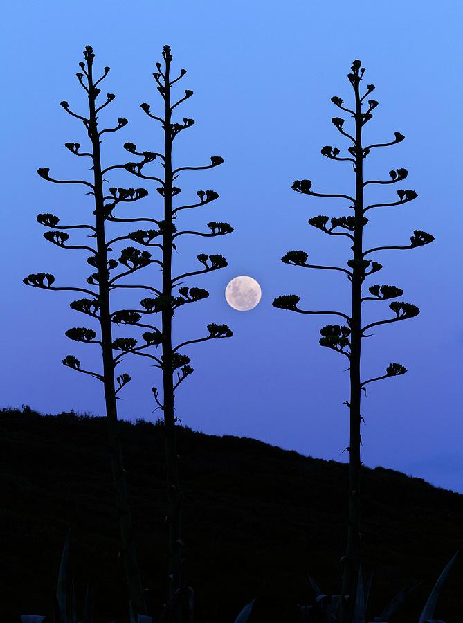 Full Moon And Agave Trees Photograph by Luis Argerich