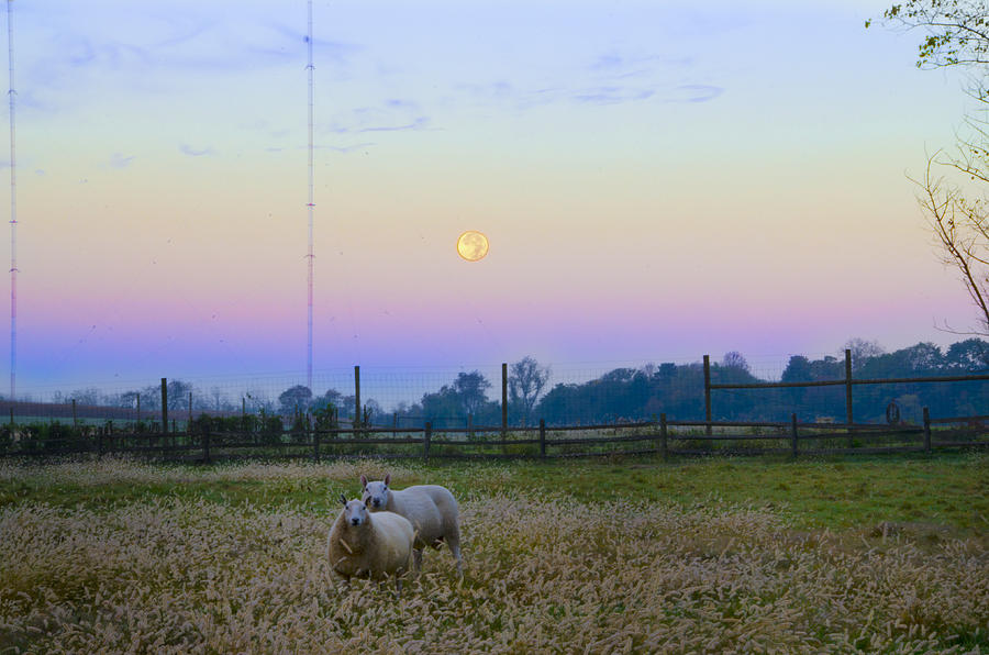 Full Moon and Sheep Photograph by Bill Cannon