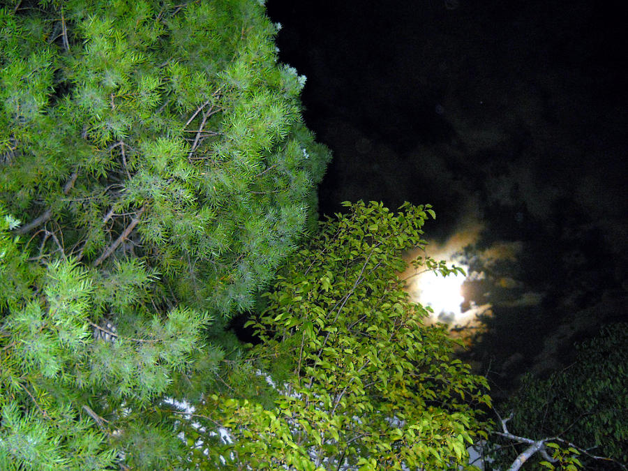 Full Moon And Tree Photograph by Eric Forster