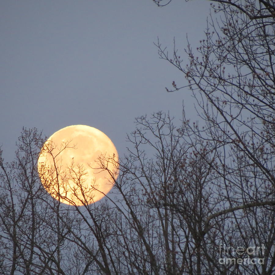 Full Moon Photograph by Anita Adams