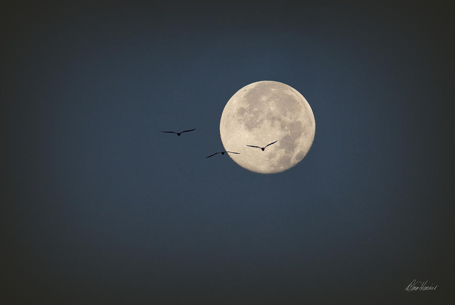 Full Moon at Dawn Photograph by Diana Haronis
