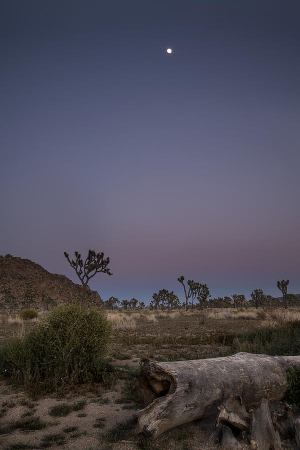 Full Moon at Joshua Tree Photograph by Lee Kirchhevel