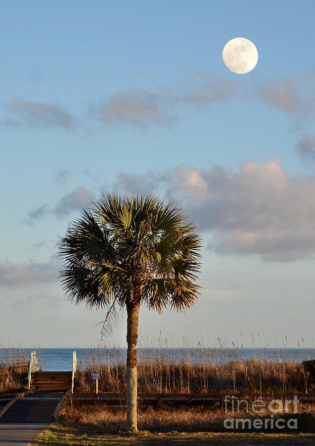 Nature Photograph - Full Moon At Myrtle Beach State Park by Kathy Baccari