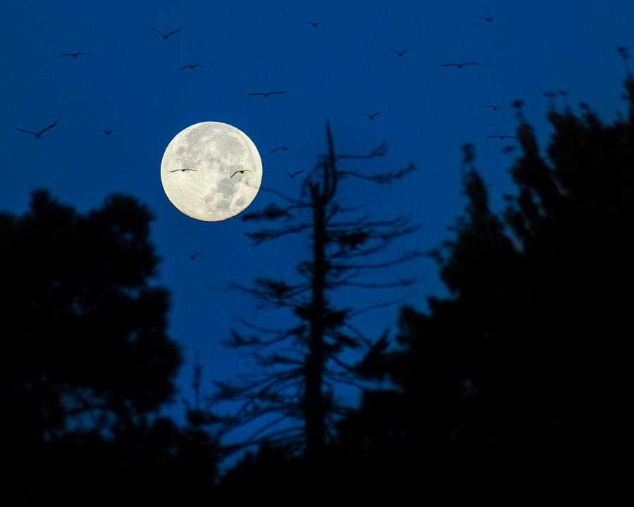 Full Moon Flightpath Photograph by Bill Pevlor