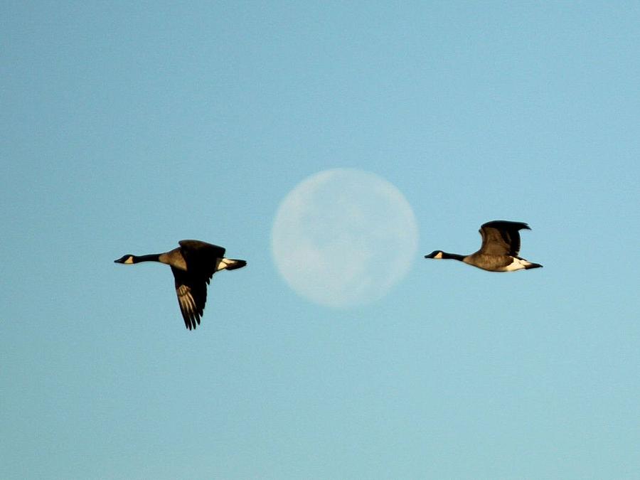 Full Moon Geese Photograph by John Dart