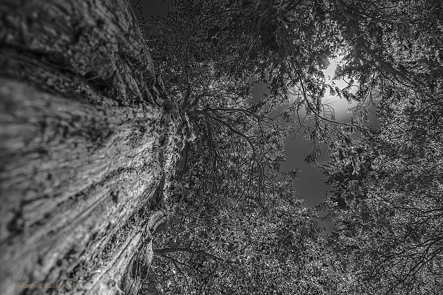 Full moon in Yosemite Trees Photograph by LeeAnn McLaneGoetz McLaneGoetzStudioLLCcom