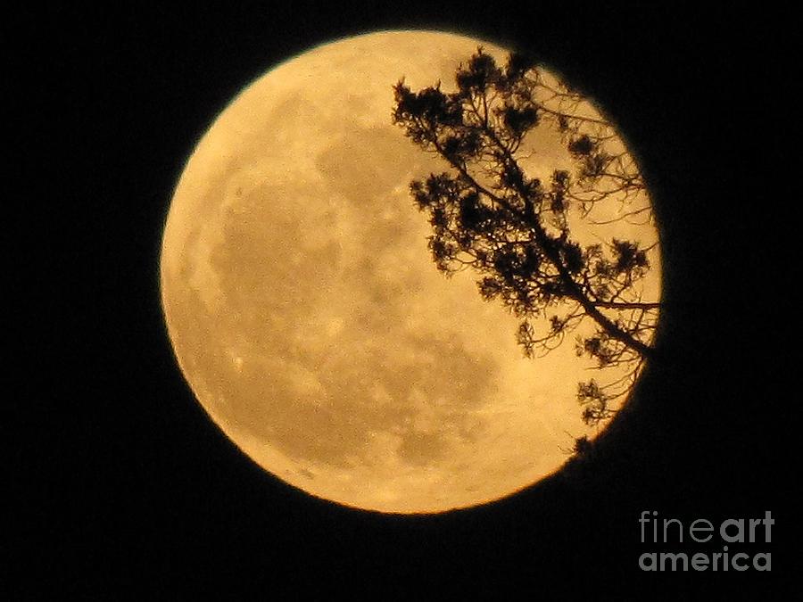 Full moon Photograph by Michele Penner