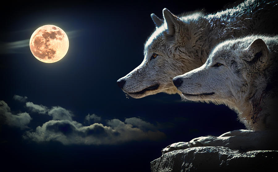 Full Moon of the Wolf Photograph by Mountain Dreams - Fine Art America