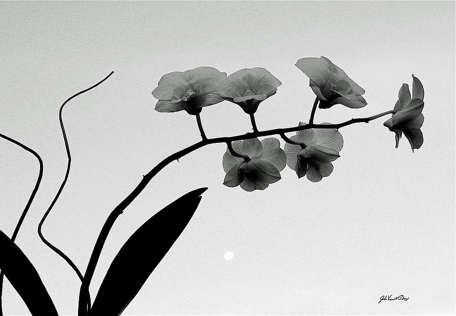 Full Moon Orchid Photograph by John Vincent Palozzi
