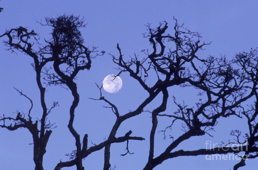 Full Moon Over Kenya Photograph by Gregory G. Dimijian, M.D.