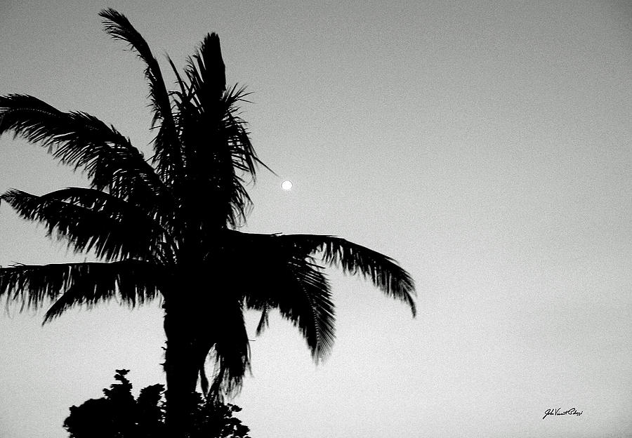 Full Moon Palm Photograph by John Vincent Palozzi