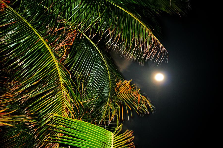 Full Moon Palms Photograph by Christopher Hoffman - Fine Art America