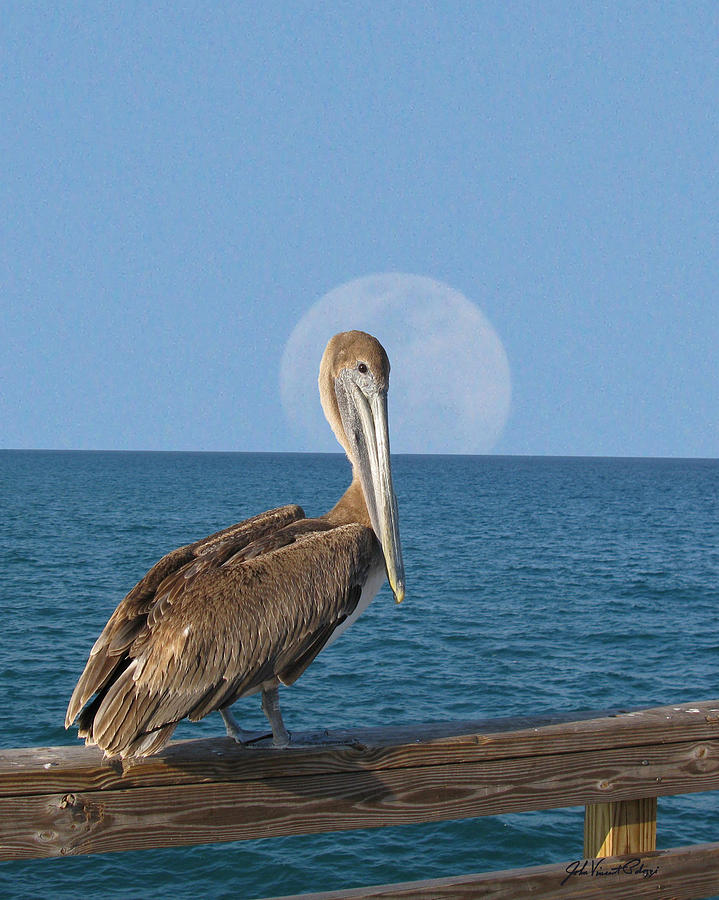 Full Moon Pelican Digital Art by John Vincent Palozzi