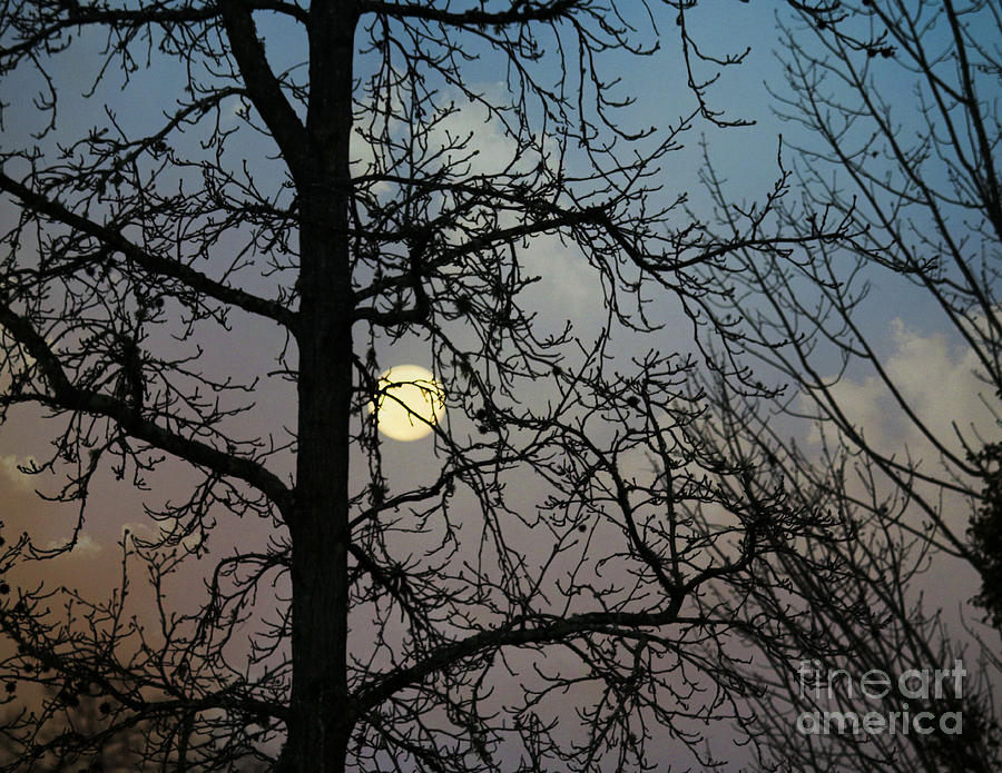 Tree Photograph - Full Moon Rising by Leslie Hunziker