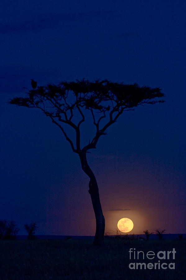 Full Moon Rising Over Masai Mara Photograph by Gregory G Dimijian MD