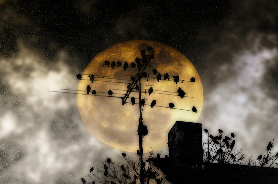Bird Photograph - Full Moon Roost by Bill Cannon
