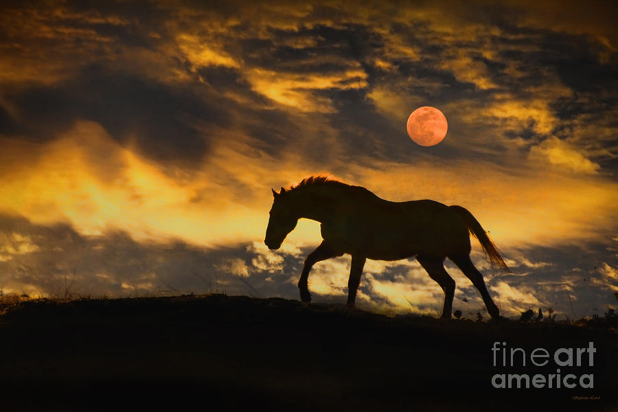 Horse Photograph - Full Moon Run by Stephanie Laird