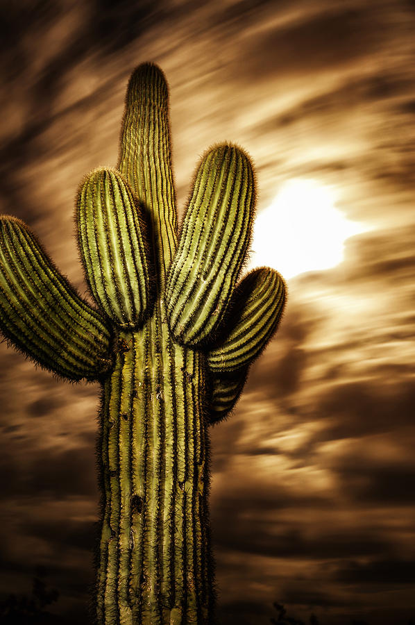 Phoenix Photograph - Full Moon Saguaro by Anthony Citro