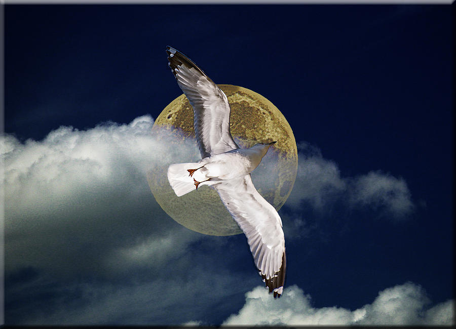 Full Moon Seagull Photograph by Michael Whitaker