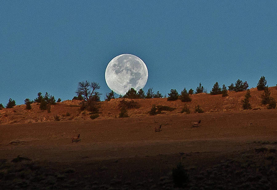 Full Moon Setting Behind Hill With Elk Photograph by Kim Tashjian