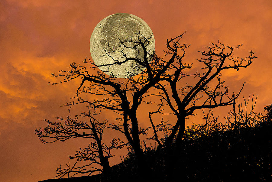 Full Moon Tree Silhouette Photograph by Michael Whitaker