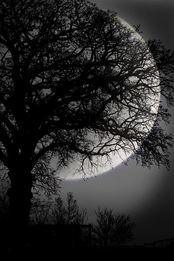 Full Moon Tree Photograph by Toni Thomas