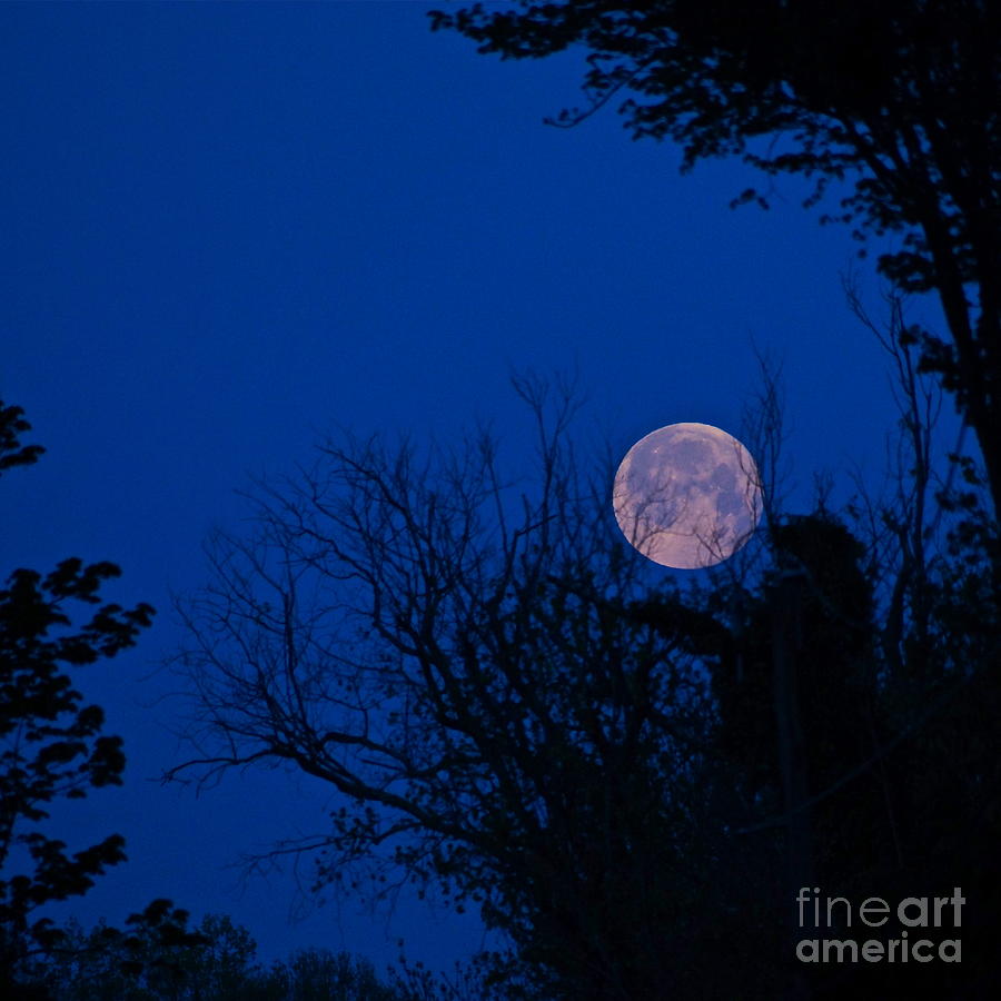 Full Moon Photograph - Full Moon with Trees by Byron Varvarigos