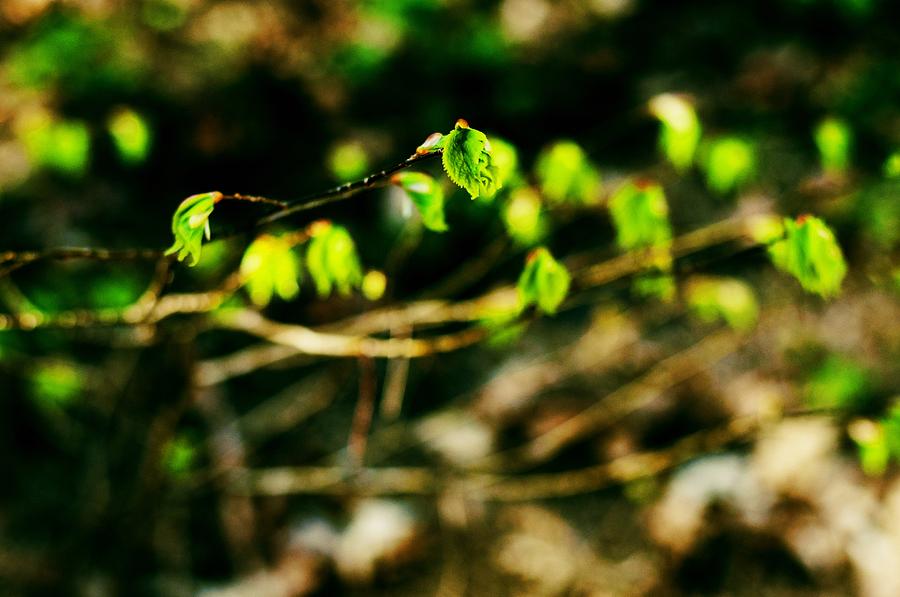 Spring Photograph - Full of live 10 by Yevgeni Kacnelson