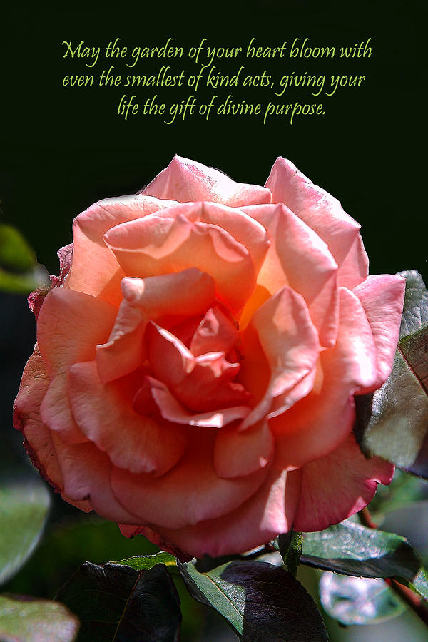 Full Peach Rose Text Photograph by Linda Phelps - Fine Art America