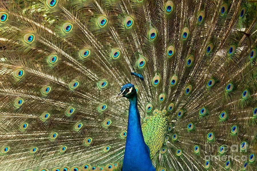 Full Peacock Mane Photograph by Adam Jewell