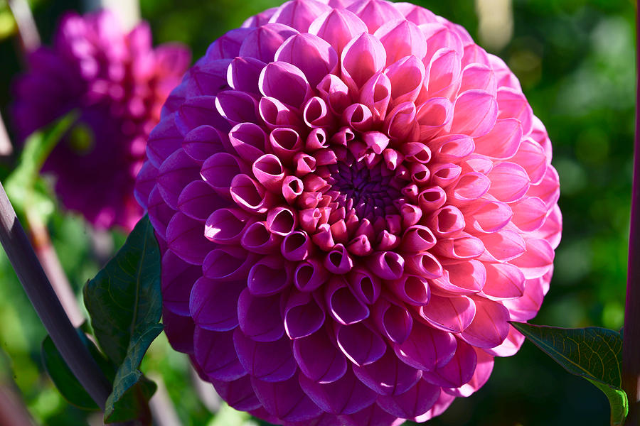 Full Pink Pom Pom Dahlia Photograph - Full Pink Pom Pom Dahlia Fine Art ...