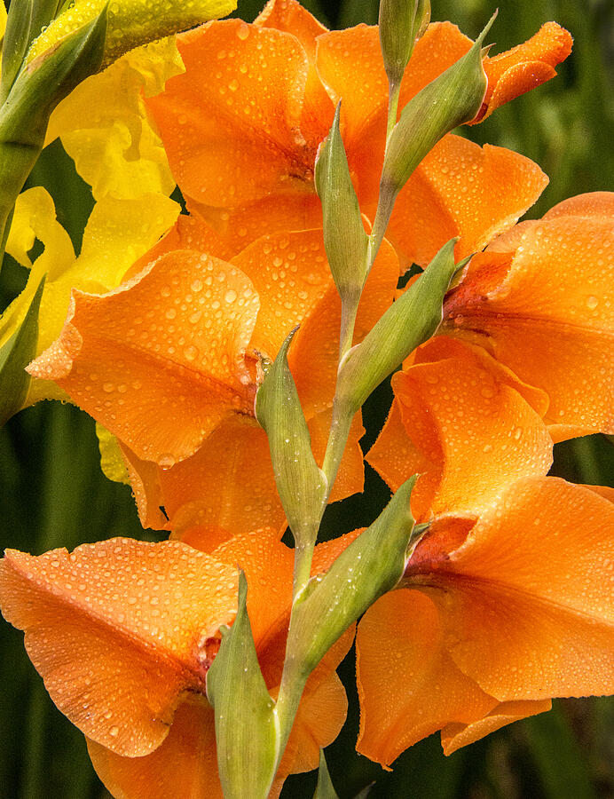 Full Stem Gladiolus Photograph by Paul W Faust -  Impressions of Light