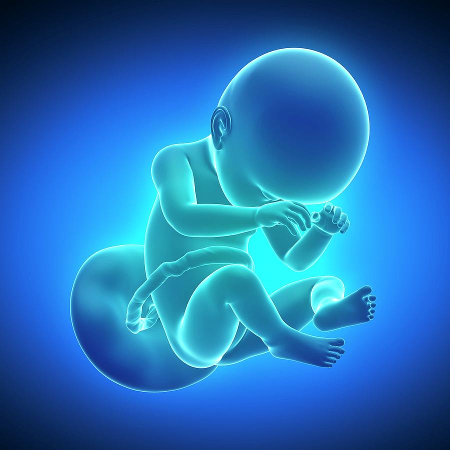 Full Term Foetus Photograph by Sciepro/science Photo Library