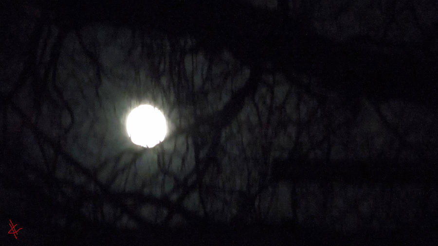Tree Photograph - Fullmoon in Between the Trees  by Colette V Hera Guggenheim