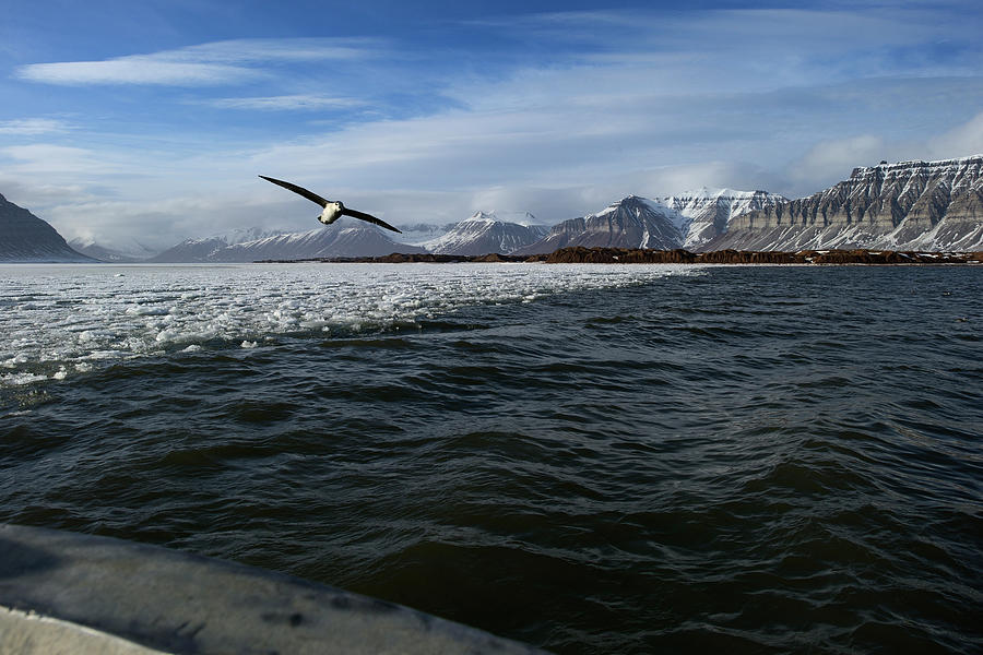 Fulmars Bird In Arctic Summer Photograph by Erika Tirén/magic Air