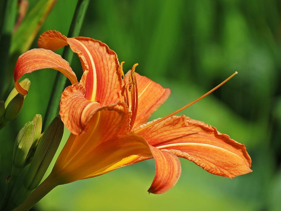 Fulva Daylily Bloom Photograph by MTBobbins Photography