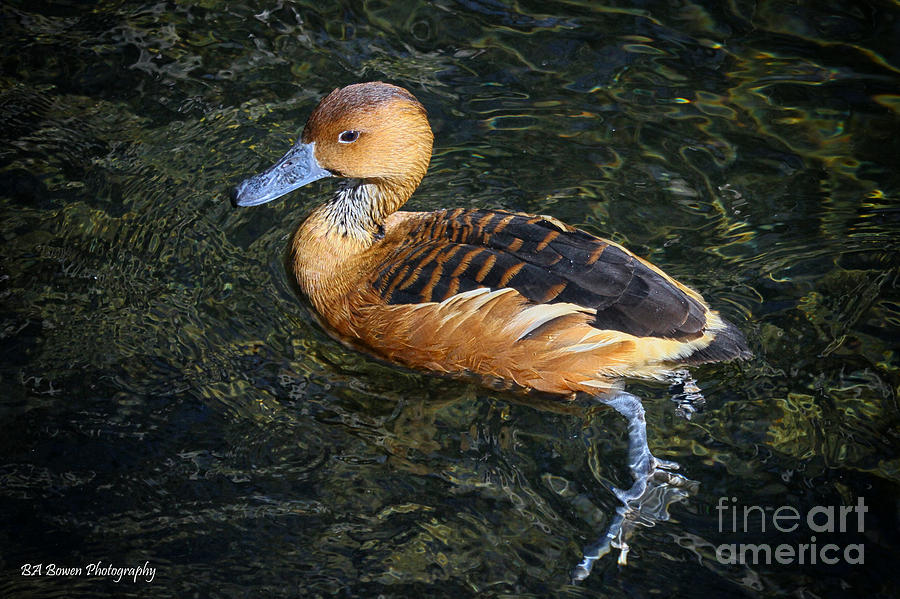 Fulvous Whistling Duck Photograph by Barbara Bowen