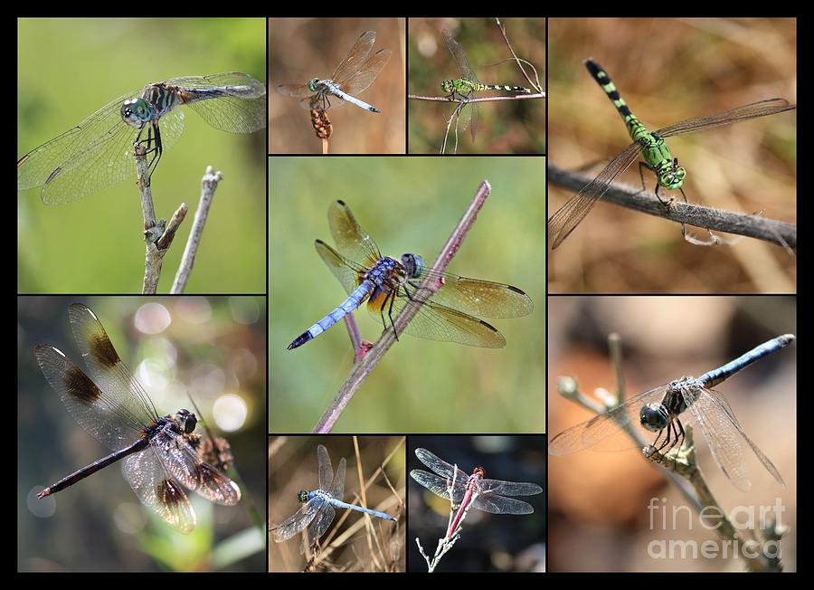 Fun Dragonfly Collage Photograph by Carol Groenen