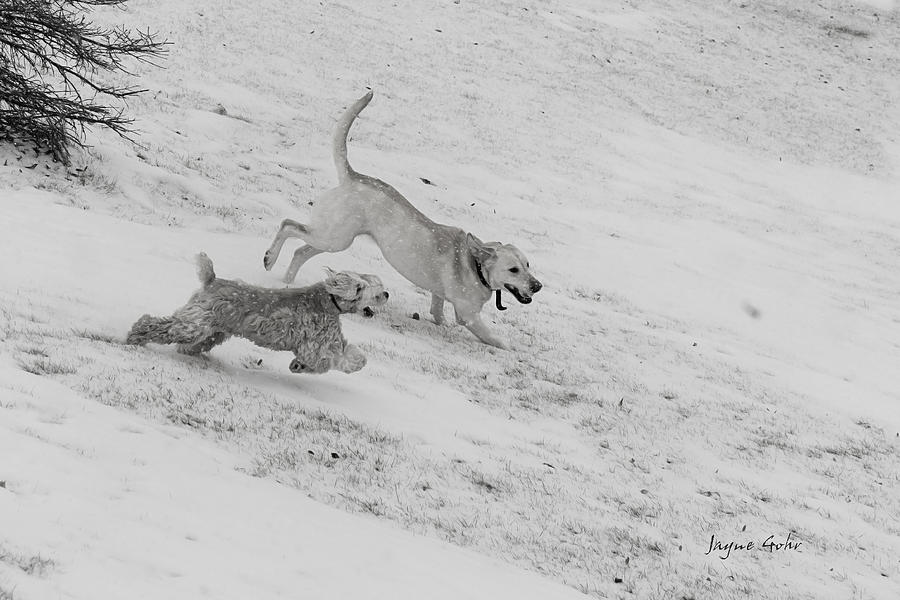 Dog Photograph - Fun In The Snow by Jayne Gohr