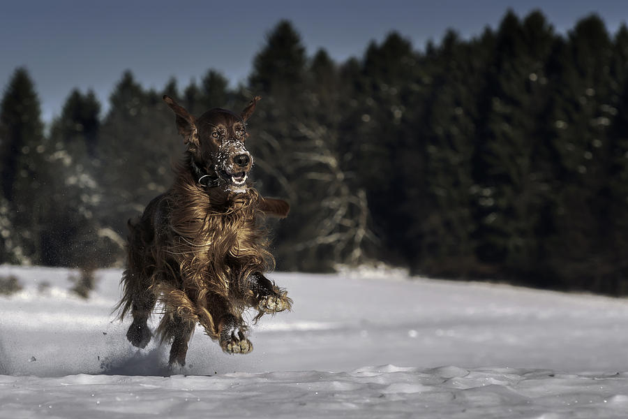 Fun on snow Photograph by Robert Krajnc