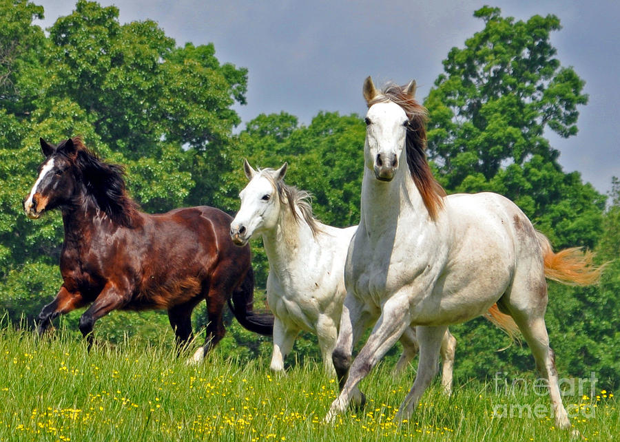 Horse Photograph - Fun Run Up Close by Lydia Holly