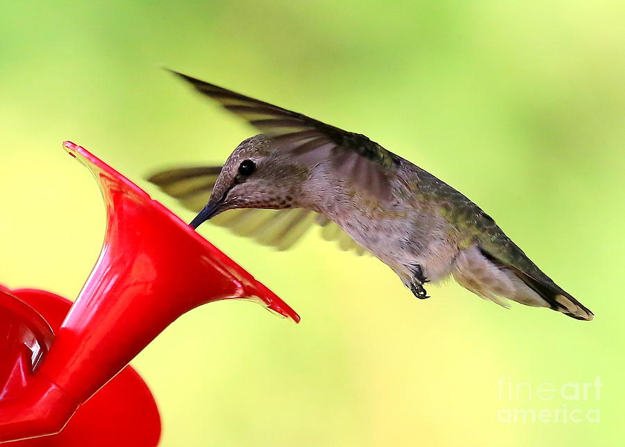 Fun Summer Hummingbird Photograph by Carol Groenen