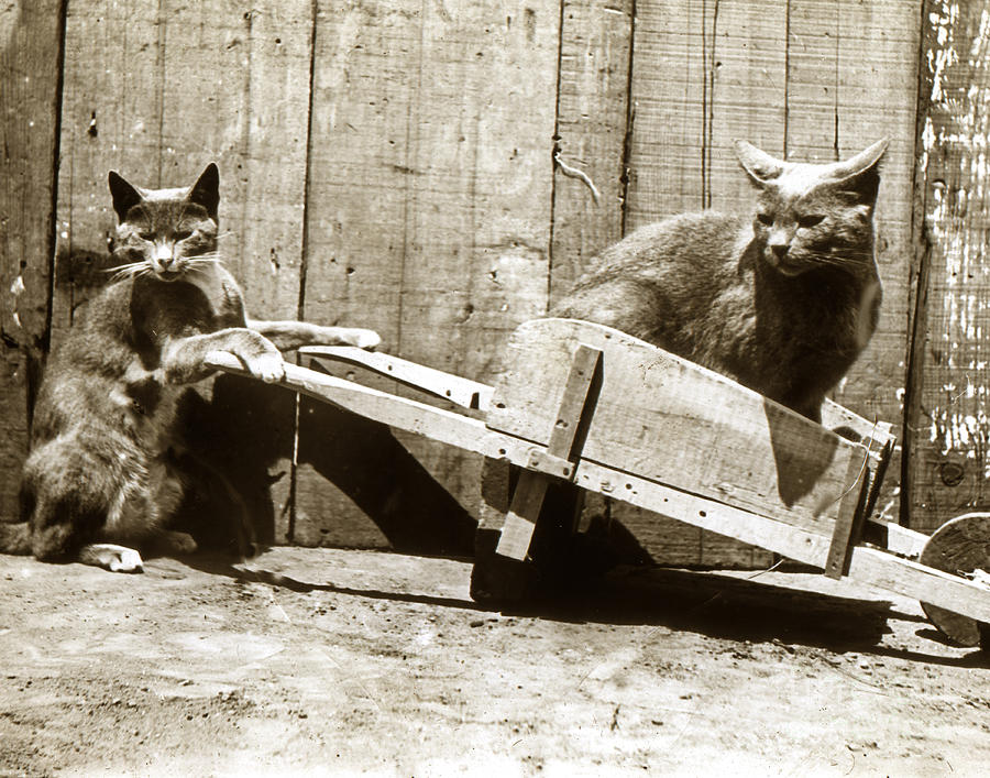 Cat Photograph - Fun with cats Henry King Nourse Photographer circa 1900 by Monterey County Historical Society