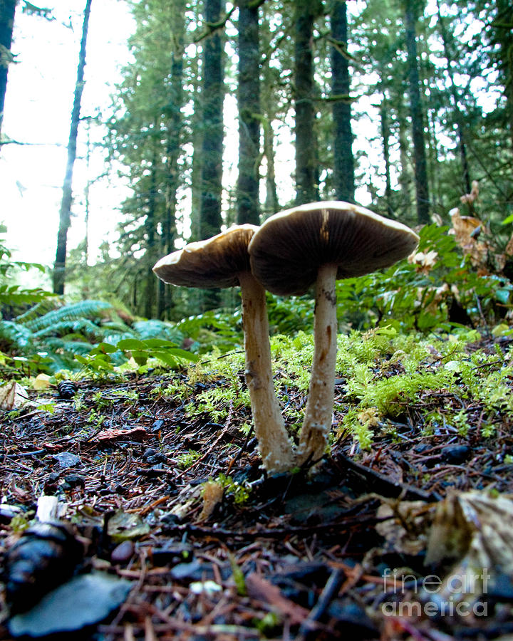 Mushroom Photograph - Fun with Fungi by Cari Gesch